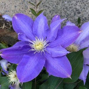 Meet your Posher, Anneliese